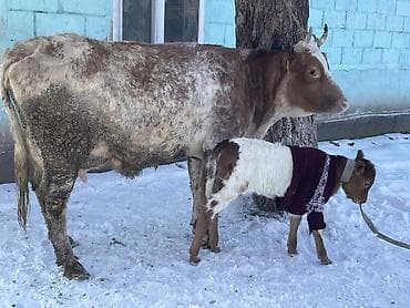 кара балта тай: Продаю | Корова (самка) | Айрширская | Для молока — 8