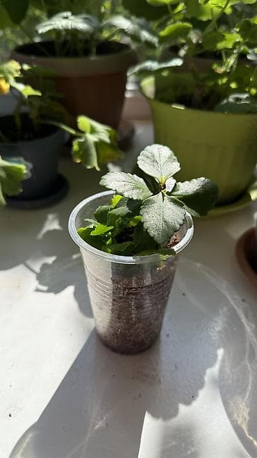 Бөлмө өсүмдүктөрү: Продаем саженцы (БЕЛОГО, КРАСНОГО, ОРАНЖЕВОГО, ЖЕЛТОГО, РОЗОВОГО) — 7