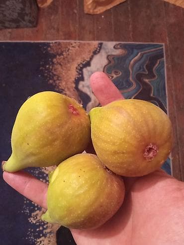 кукуруза початка: Инжир на заказсорт брунсвик,урожайный,неприхотливыйвыносливый.Зато — 6