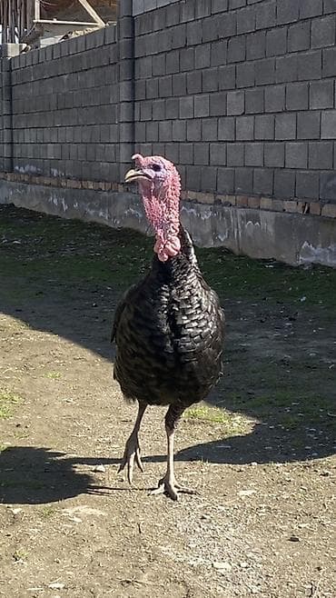 мала сатылат: Сатам | Эркек күрп | Көбөйтүү үчүн | Асыл тукумдуу — 1