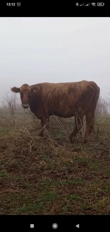сх животные и товары: Продаю | Корова (самка) | Для разведения — 1