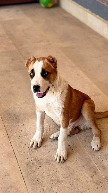 Алабай, 4 айлык, Эркек, Эмделген