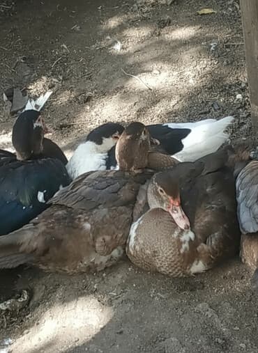 купить птенца волнистого попугая: Молодые индоутки и селезни — 3