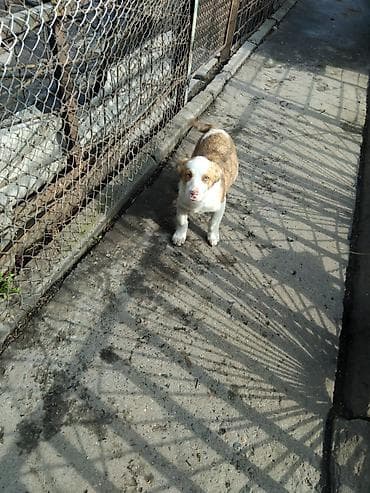 Продажа собак: Щенки средних размеров, активные и любопытные. Окрас рыже-белый с — 5