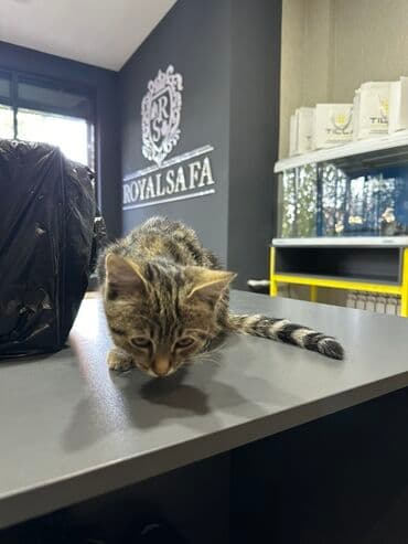 вислоухая кошка сколько стоит: 4 месяца, Мальчик — 5