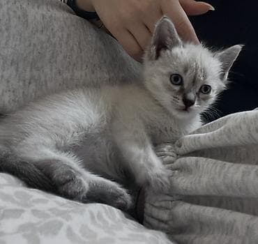 кошка породистые: Ищу дом для котёнка (девочка) 🐾 Подобрала малышку с улицы, сейчас она — 2