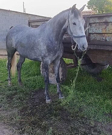 Продаю | Кобыла (самка) | Английская | Рабочий | Мерин