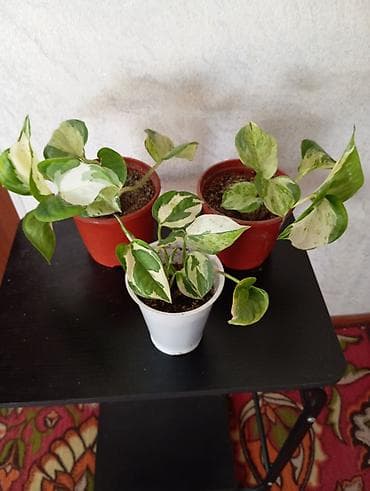 эпипремнум: Плющевый сцендапсус (Epipremnum aureum) вариегатный, в горшках — 1