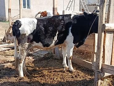 Аквариумдар: Сатам | Уй (ургаачы) | Көбөйтүү үчүн, Сүт алуу үчүн — 1