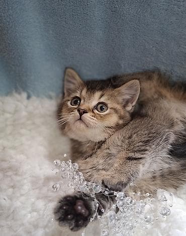 сиамские кошки купить: Скотиш Страйт (Шотландская прямоухая), 2 месяца, Мальчик, Приучена к лотку, Проглистована — 8
