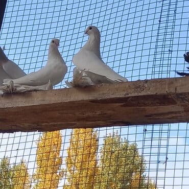 Белый Армавир