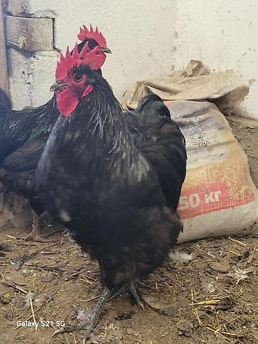 токмок кошка: Молодые петушки Джерсийского гиганта 8-9 мес.(по 2500-00 сом) — 6