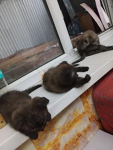 black cat: Вислоухие Котята от Вислоухого папы Британца без родословной, окрасы — 1