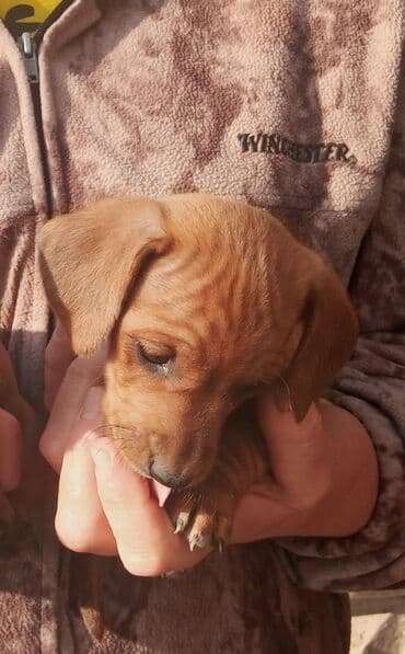 продажа собак в бишкеке: Продаётся щенок, карликовая такса рыжий Родители щенка очень умные — 2