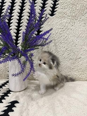 Кошки: Скотиш Фолд (Шотландская вислоухая), 2 месяца, Девочка, Приучена к лотку — 8
