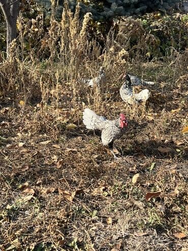 с связи с переездом: Сатам | Тооктор | Көбөйтүү үчүн — 1
