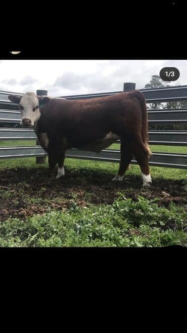 Услуги ветеринара: Искусственное осеменение коров, молочного, мясного направления — 10