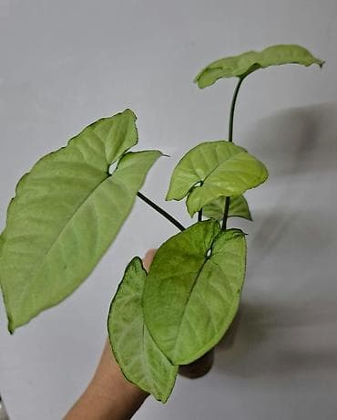 bugatti chiron: В продаже: Сингониум Золотая венеция 200 сом Сингониум Ангустатум 200 — 5