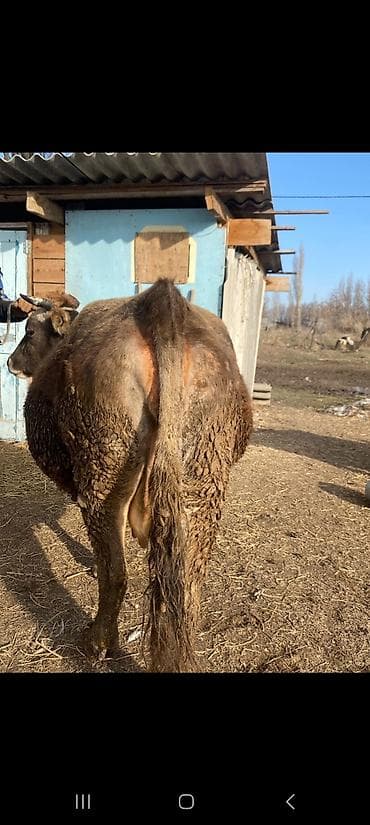 Грызуны: Продаю | Корова (самка) | Для молока — 4