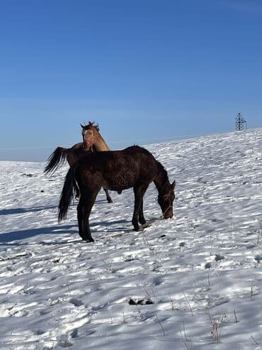 охотник собака: Продаю | Кобыла (самка) | Для разведения — 8