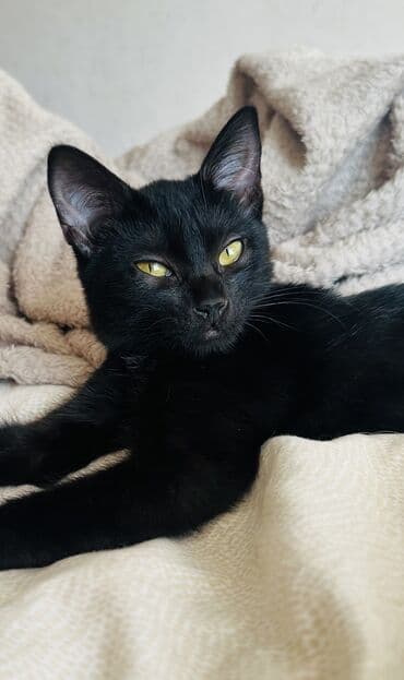 Продажа кошек: 3 месяца, Девочка, Приучена к лотку — 7