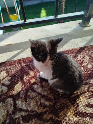 объявления о найденных животных: Котята отдам даром, хоть чучелом хоть тушкой. - Помёт из трёх — 3