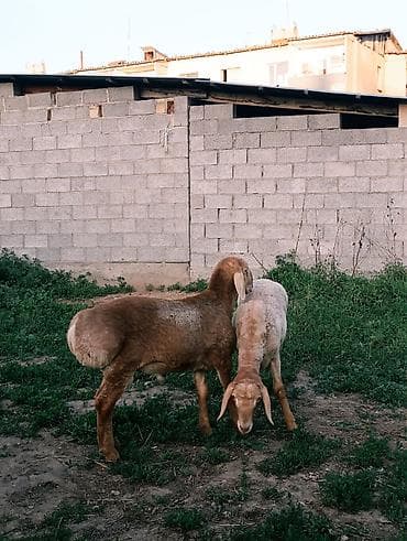 Үй жаныбарлары: Сатам | Кочкор (эркек) | Көбөйтүү үчүн — 4