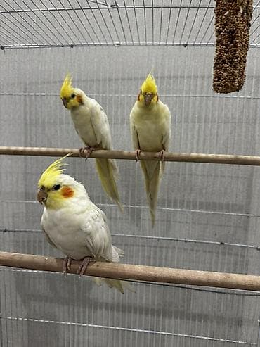 тропические бабочки: Нимфы (кореллы) светлой окраски с желтым хохолком и оранжевыми — 1