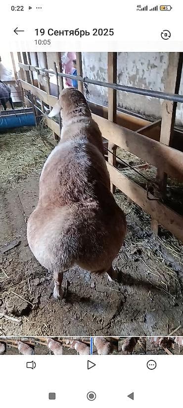 Аквариумдар: Сатам | Кочкор (эркек) | Арашан | Көбөйтүү үчүн | Асыл тукумдуу — 6