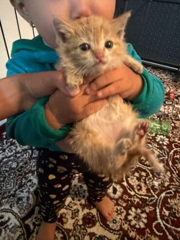 рыжий вислоухий котенок купить: Рыжий котёнок, пушистый и компактный. Окрас тёплый абрикосовый с более — 3