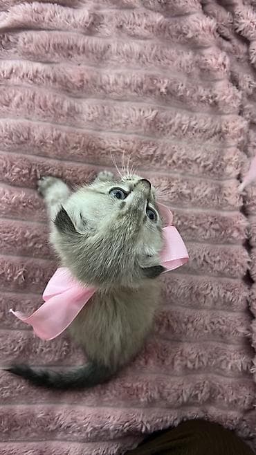 Шотландский вислоухий котёнок (Scottish Fold) - Окрас — 3