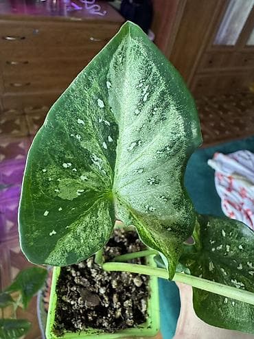 чёрный принц: В продаже КАЛАДИУМЫ 1. Сорт “Carolyn Whorton” очень красивый кустик с — 4