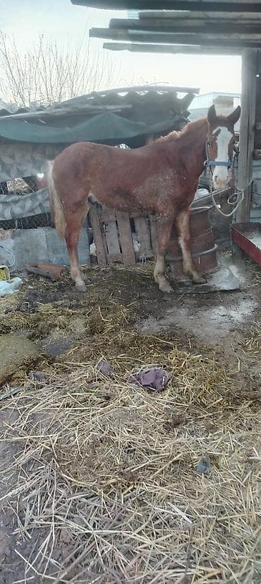 личинка карпа: Продаю | Жеребенок | Дончак | Рабочий — 2