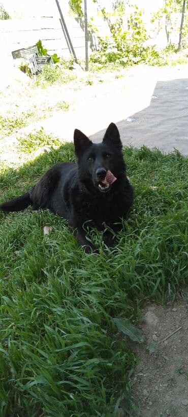 купить щенка немецкой овчарки в бишкеке: Немецкая овчарка, 3 года, Самка, С прививкой — 7