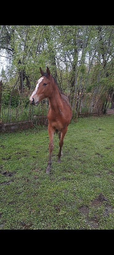 Продаю | Жеребенок | Английская | Конный спорт | Племенные