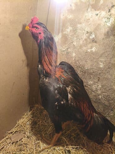 лошадь токмок: Продаю | Петух | Бойцовая | Для разведения — 6