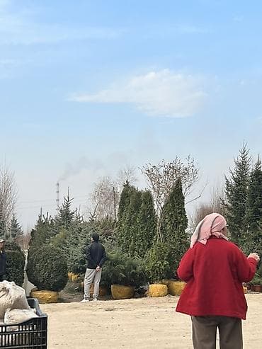 мешковина: Хвойные и декоративные деревья/кустарники для сада и озеленения — 1