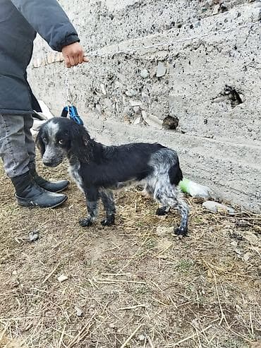 щенок спаниеля купить: Порода: собака мелкого/среднего формата, тип спаниеля. Окрас — 2