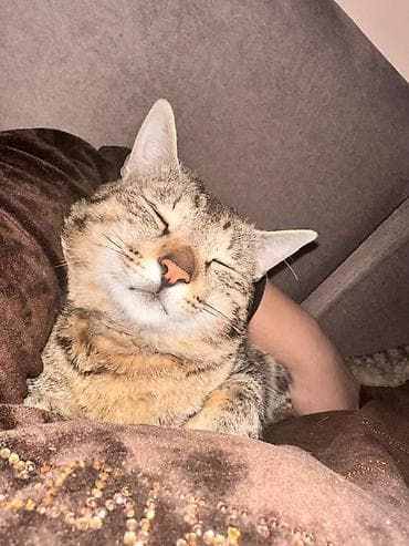 Домашний кот-компаньон - Окрас: классический тигровый