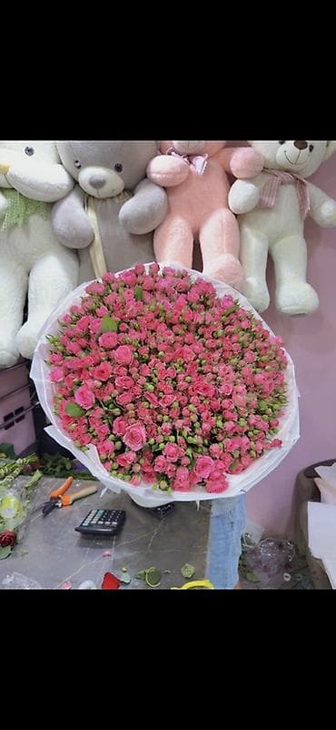комнатные растения в бишкеке купить цена оптом и в розницу: Цветы Оптом!!! — 3