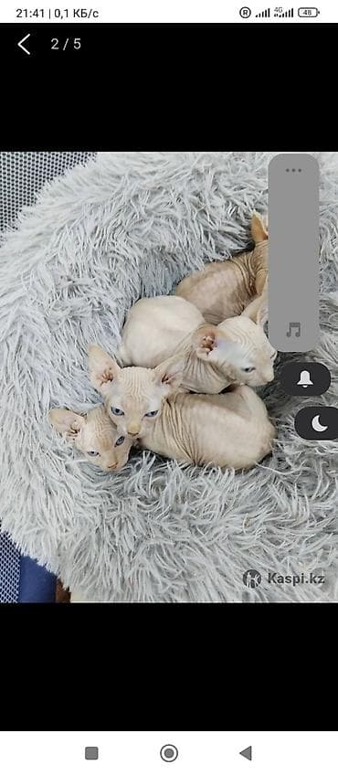 отдам животных в хорошие руки: Порода: канадский сфинкс (котята). Окрас: кремовый/бежевый — 2