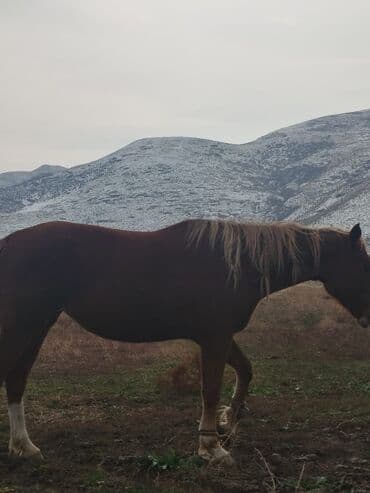 Собаки: Продаю | Кобыла (самка) | Рабочий — 5
