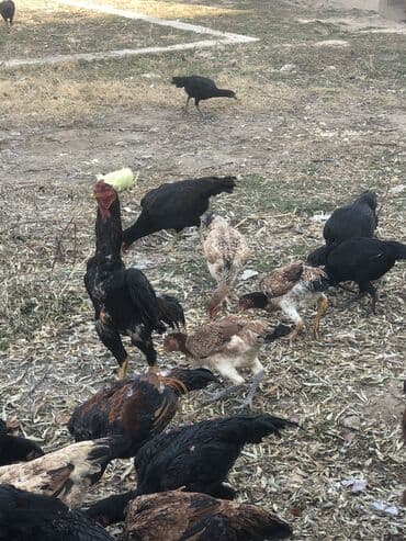 коровы молочные: Ушул. Заты ишенучту дакан сатылат. Чон Короздор 3500 минден. Кичине — 3