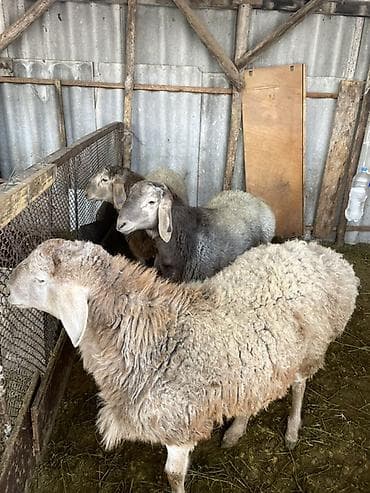 витамины для овец: Продаю | Овца (самка) | Для разведения | Матка — 4