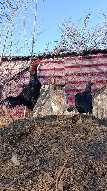 ветеринар каракол: Сатам | Короздор | Тебиштирүүчү | Көбөйтүү үчүн — 1