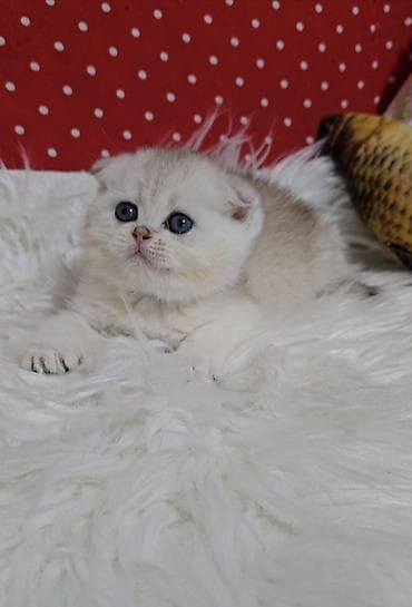 Шотландские котята. Предлагаем чистопородных малышей. окрас