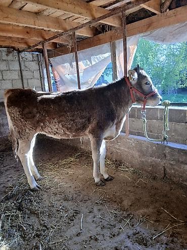 меренос козу: Продаю | Тёлка | Швицкая | Для молока | Привязанные — 1