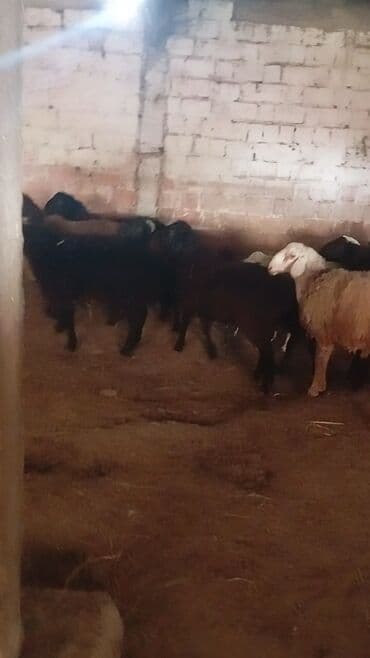 продажа щенков немецкой овчарки с документами в бишкеке: Продаю | Баран (самец) | Полукровка | Для разведения | Ярка — 3