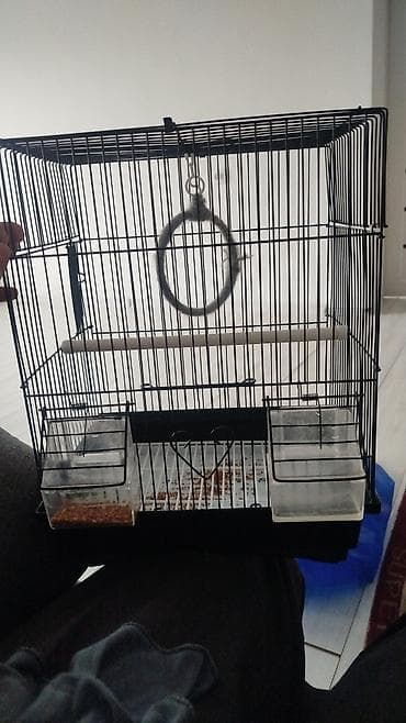 птица балансир: Волнистый попугай с комплектом клетки и аксессуаров. В набор входит — 2