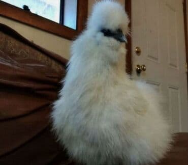 Грызуны: Порода: Китайская шёлковая курица (Silkie), белый окрас. Описание: - — 9